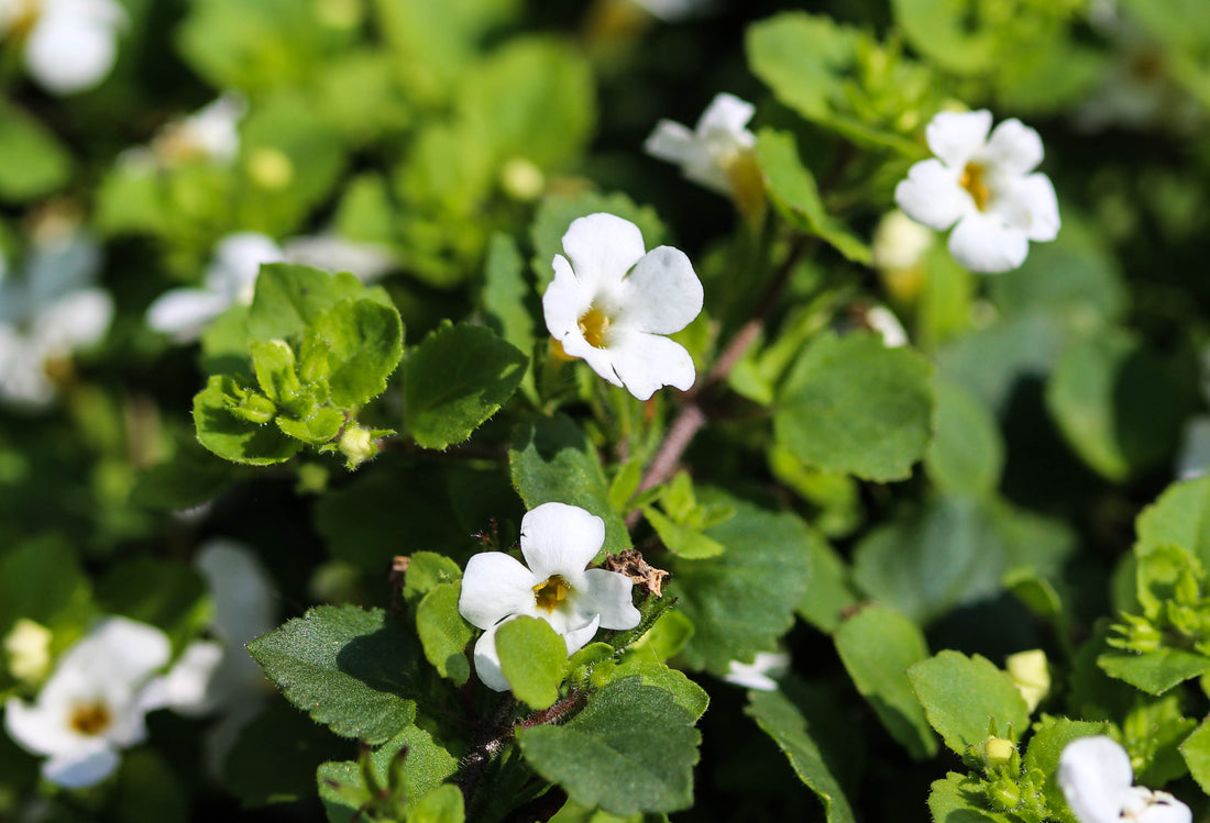 Brahmi Herb
